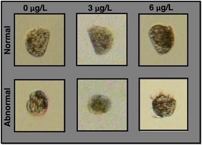 Single-Larva RNA Sequencing Identifies Markers of Copper Toxicity and Exposure in Early Mytilus californianus Larvae